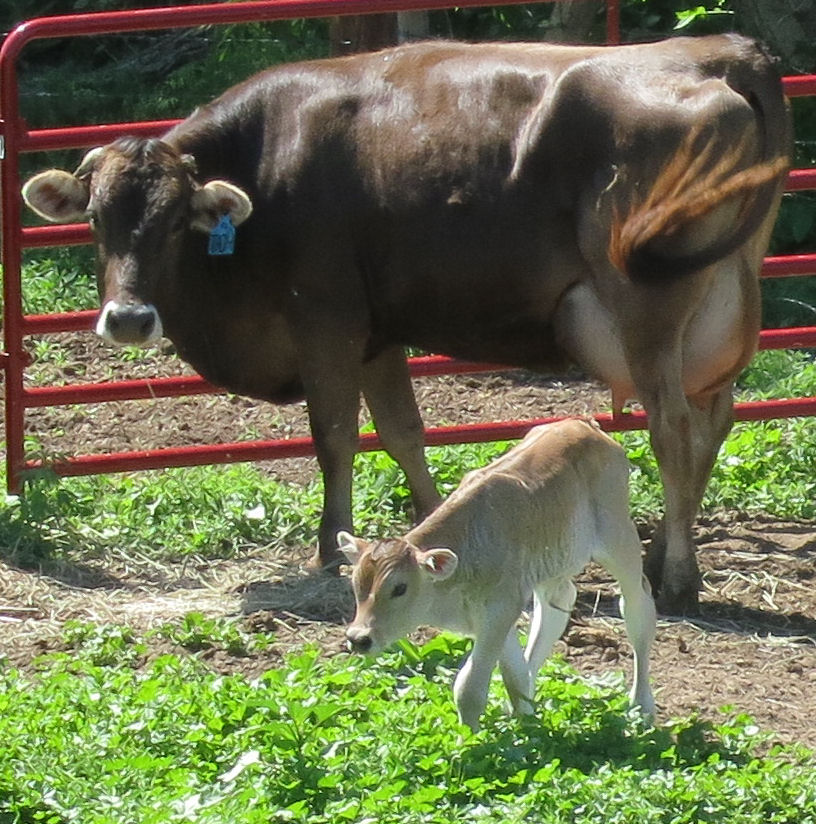Mdi Cow Calf Program