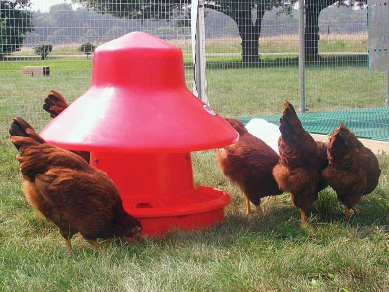  you will need chicken feeders and waterers, as well as a coop or hutch