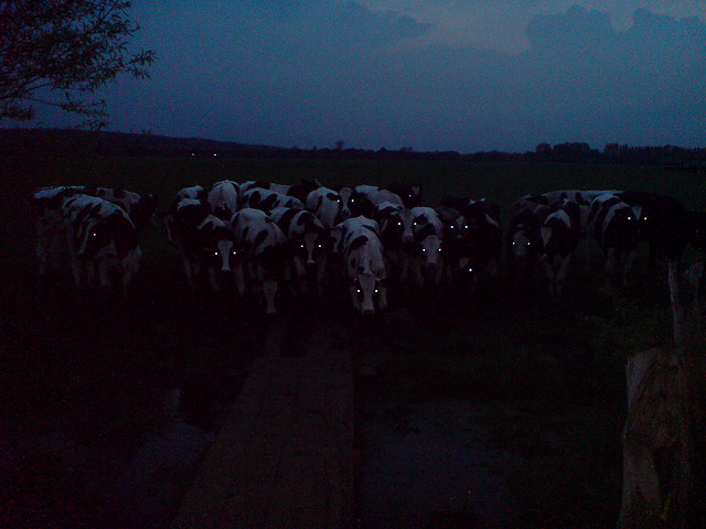 cows-out-7.jpg