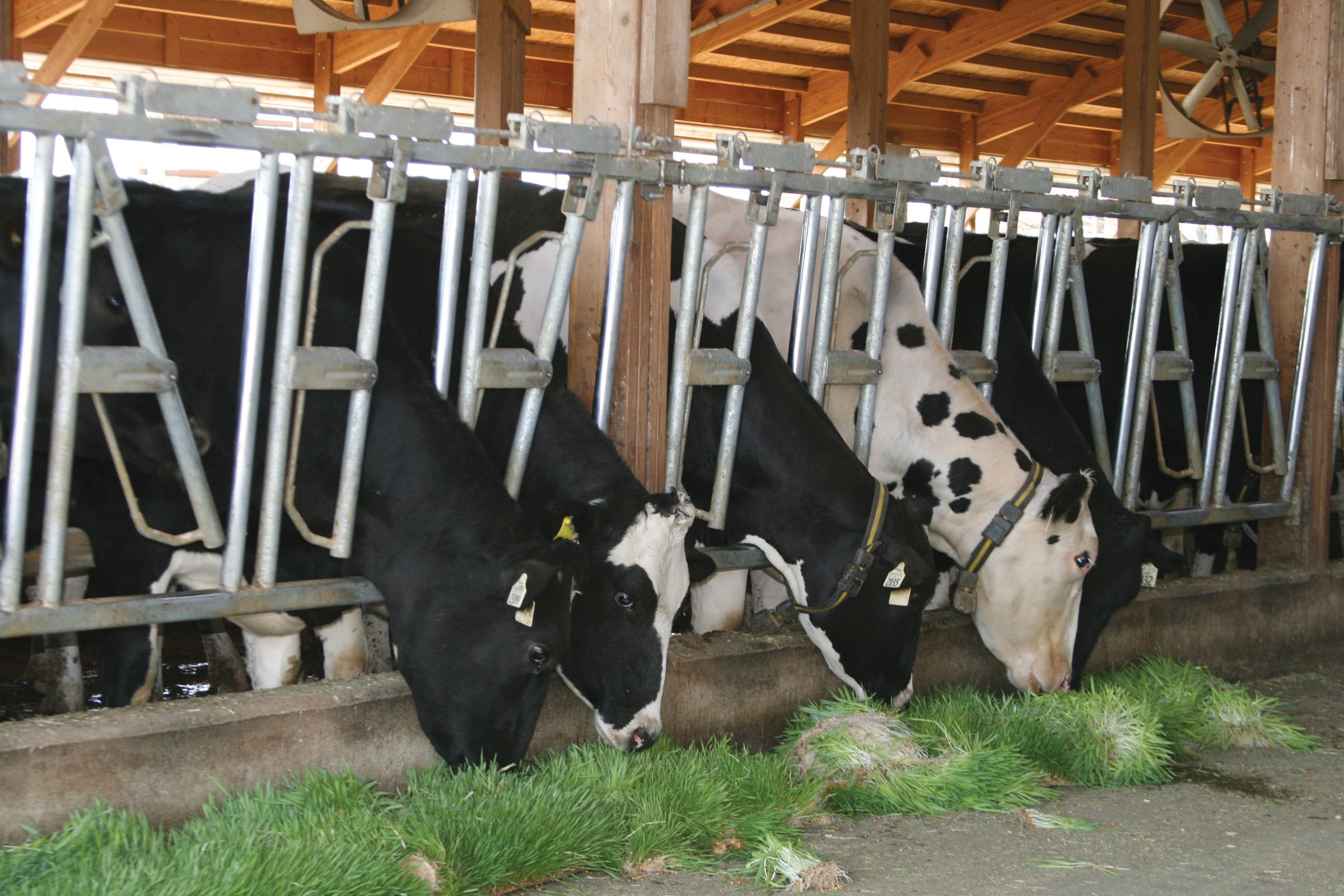 111628 Animals Dairy 06